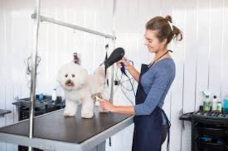 groomer blow drying dog