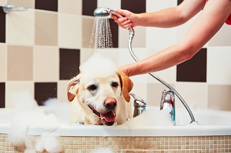 dog getting a bath