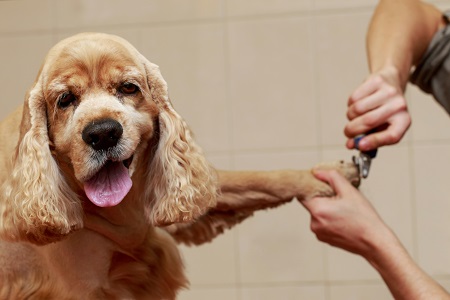 dog getting nails trimmed