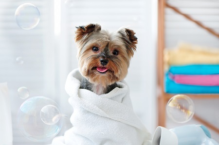 dog wrapped in a towel