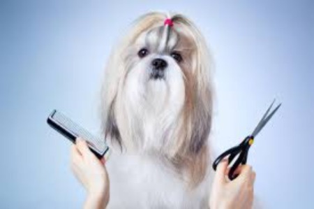 dog with groomer holding comb and scissors