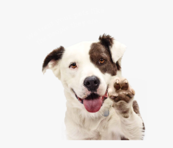 dog holding up paw