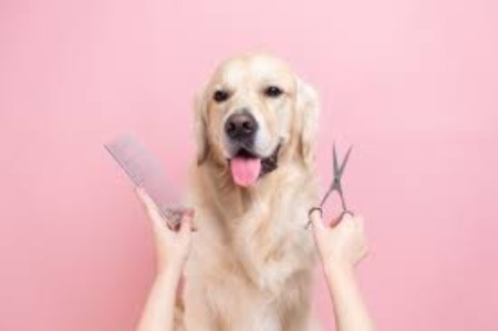 dog with groomer holding comb and scissors