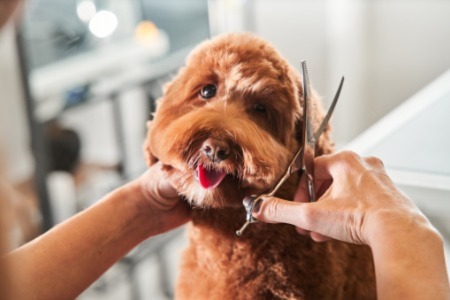 dog getting bangs cut